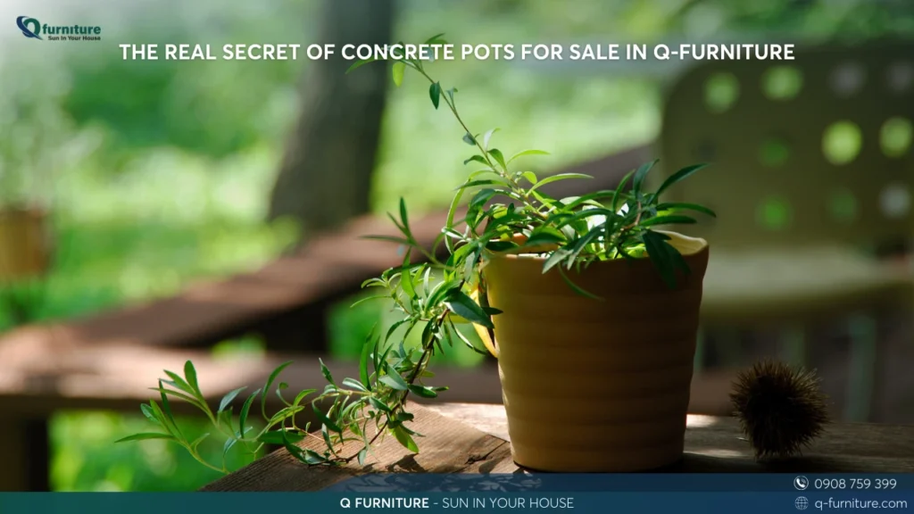 THE REAL SECRET OF CONCRETE POTS FOR SALE IN Q-FURNITURE