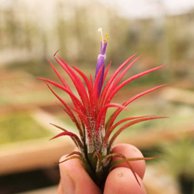 Tillandsias (Air Plants)
