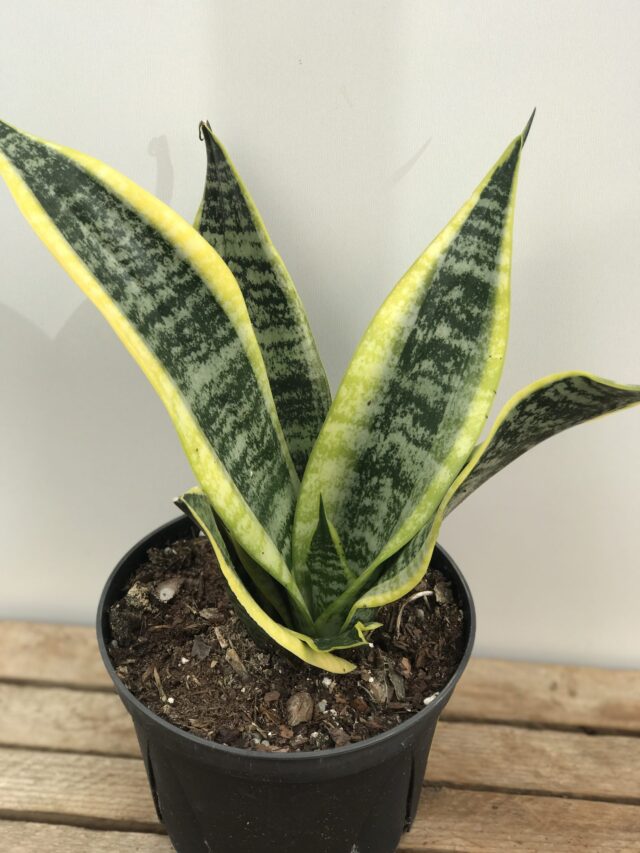 Snake Plant