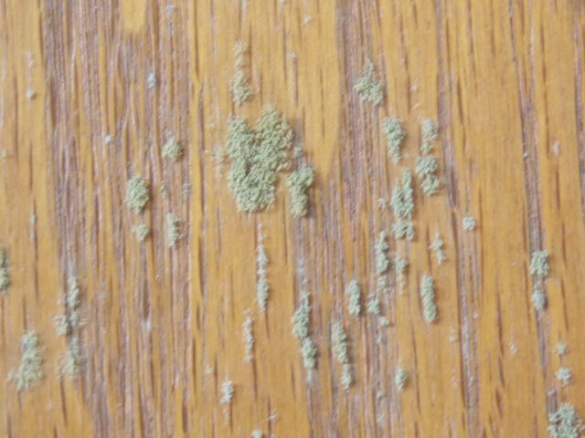 Understanding Mold and Its Impact on Wood Furniture